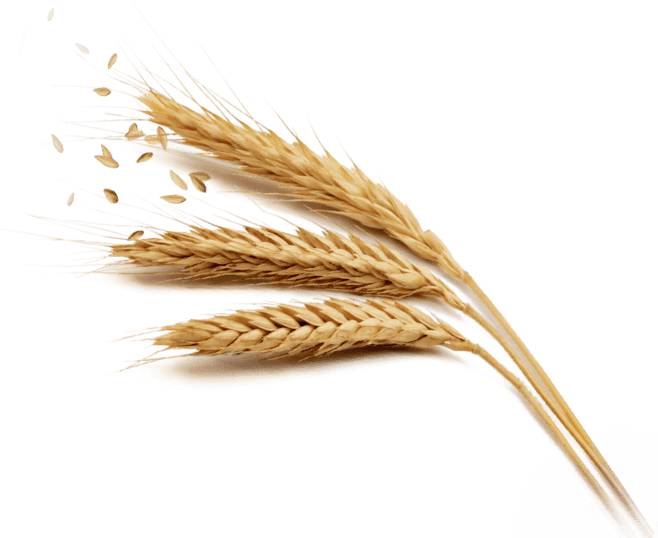 111-1115157_harvest-rice-wheat-golden-free-download-png-hq-min